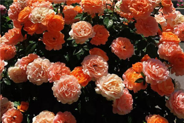 Balcony Flower Sea