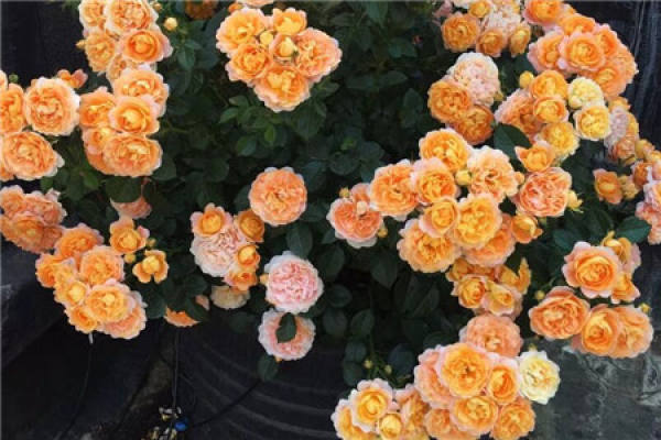 Balcony Flower Sea