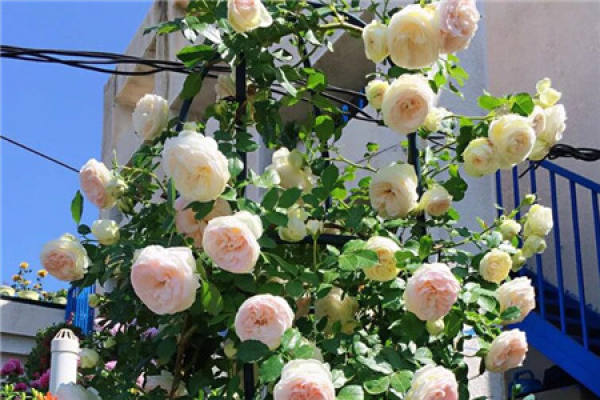 Balcony Flower Sea