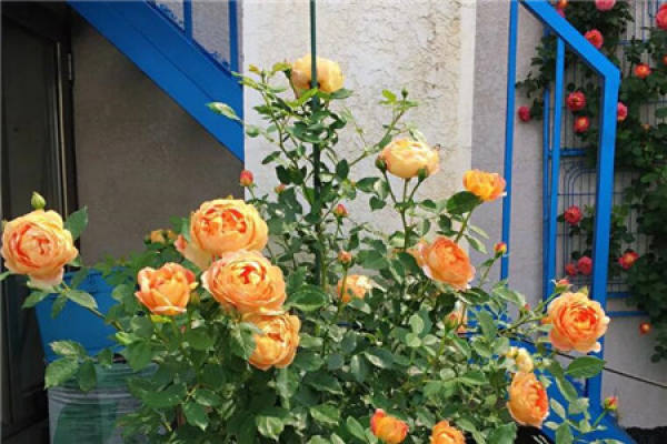 Balcony Flower Sea