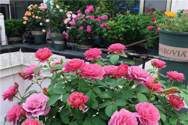 Balcony Flower Sea