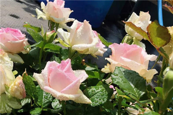 Balcony Flower Sea