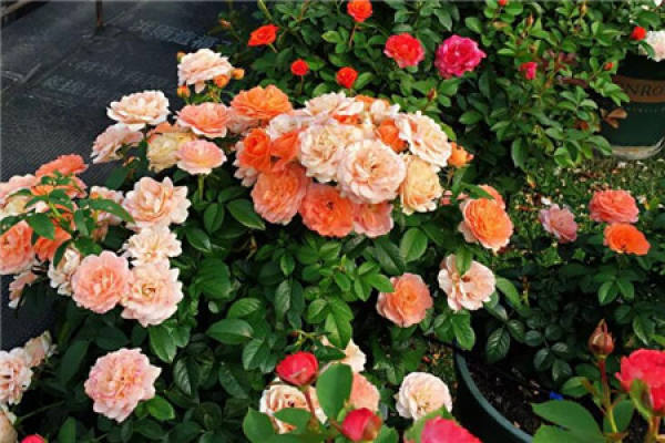 Balcony Flower Sea