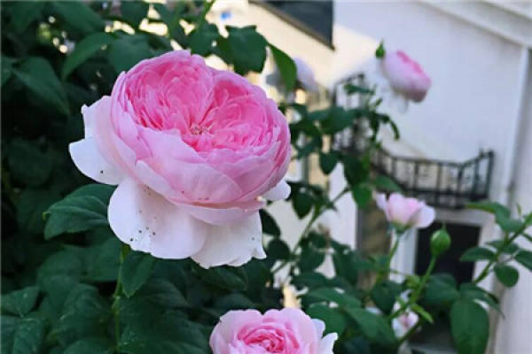Balcony Flower Sea