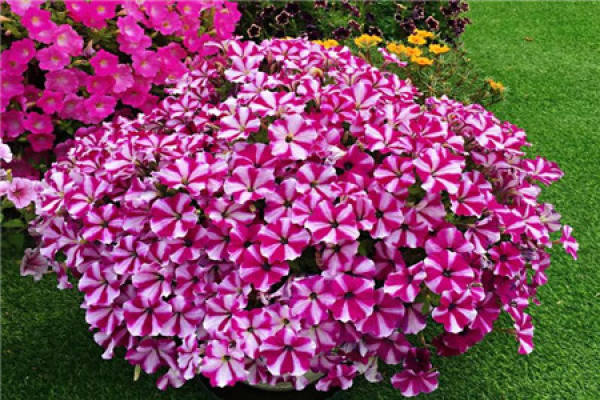 Balcony Flower Sea