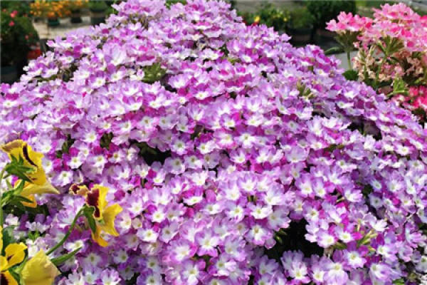 Balcony Flower Sea