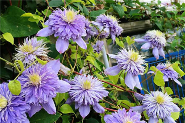Balcony Flower Sea