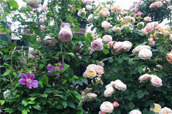Balcony Flower Sea