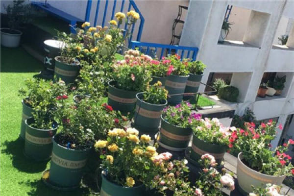 Balcony Flower Sea