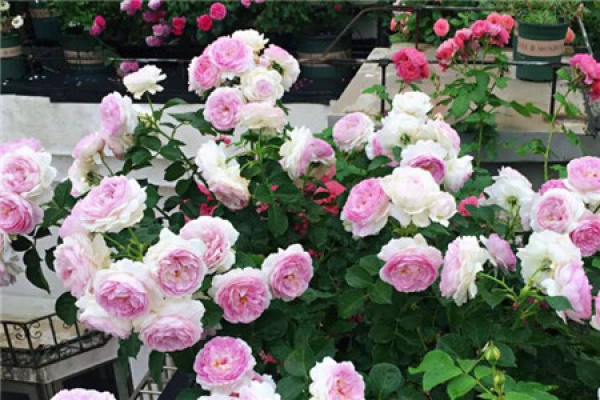 Balcony Flower Sea