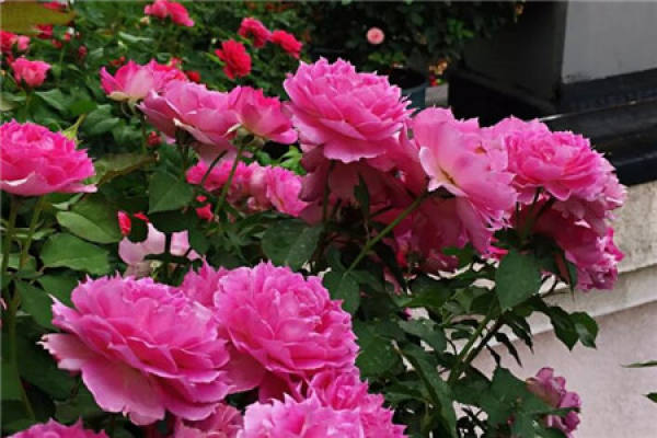 balcony flower sea