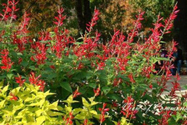 Pineapple sage