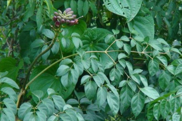 Oroxylum indicum
