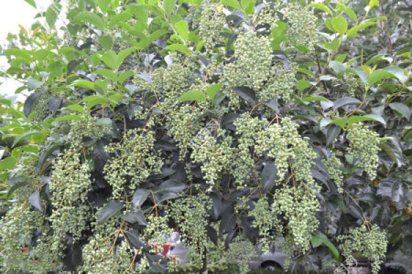 Fructus Ligustri Lucidi