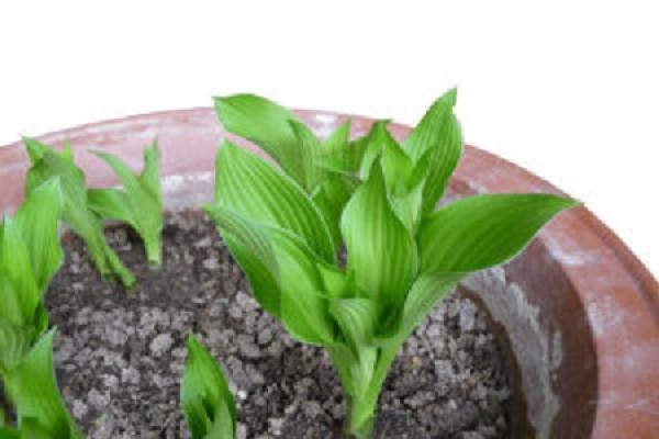 soil
