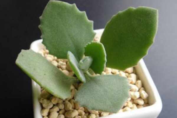 thousand rabbit ears