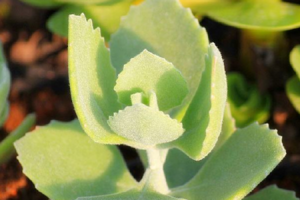 thousand rabbit ears