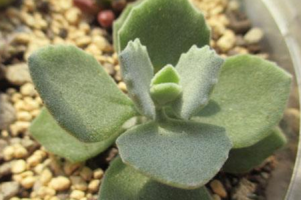 Milletia