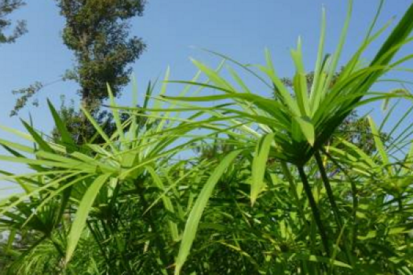 Umbrella plant