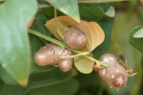Chinese yam bean