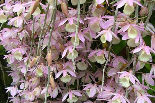 flowerpot