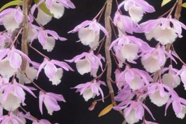 Dendrobium tiangongense