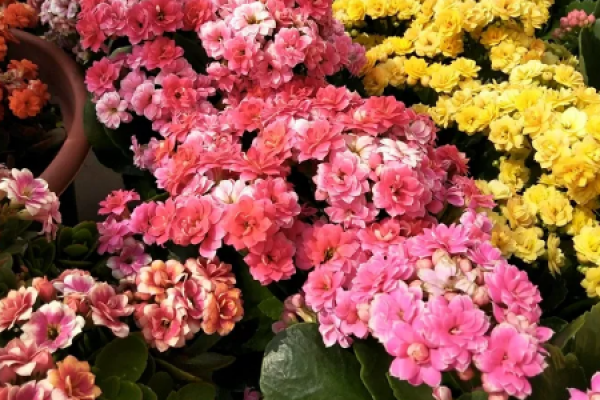 Jonquil