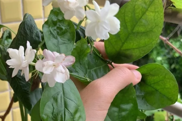 Jonquil