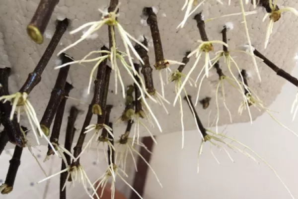 longevity flower