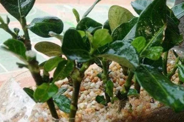 longevity flower