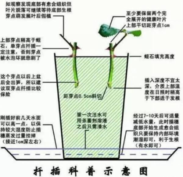 longevity flower