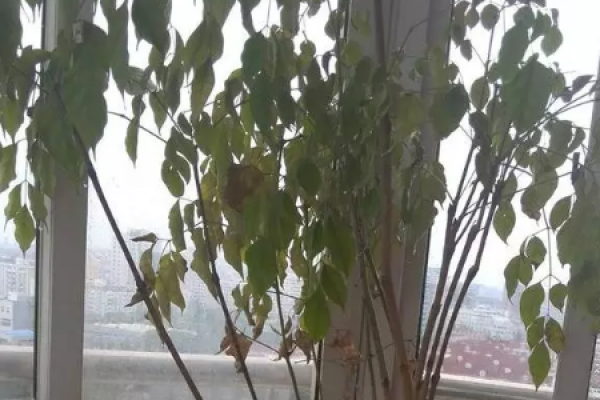 Happiness Tree
