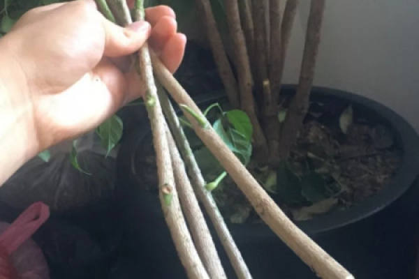 Happiness Tree