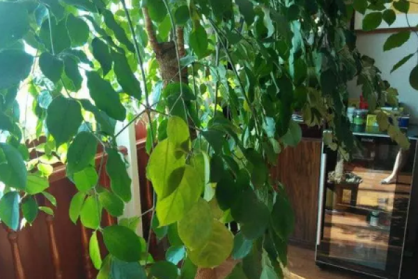 Happiness Tree
