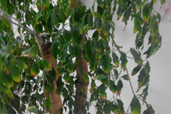Happiness Tree