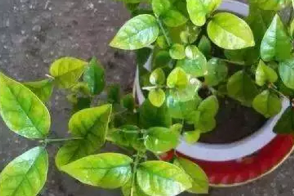Happiness Tree