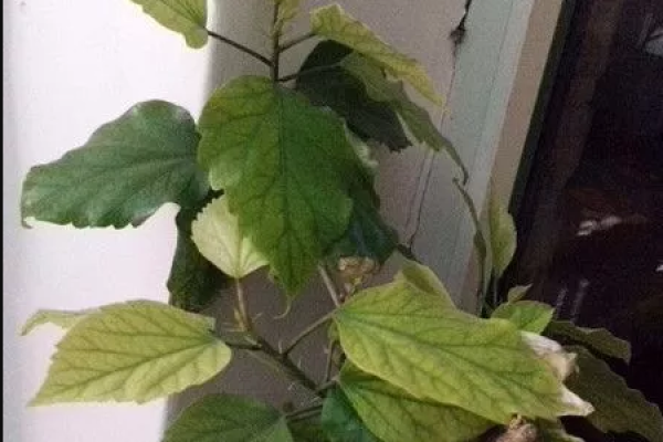 Happiness Tree