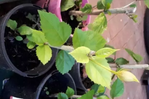 Happiness Tree