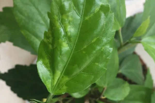 emerald tree