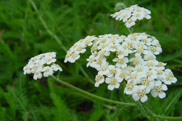 Yarrow