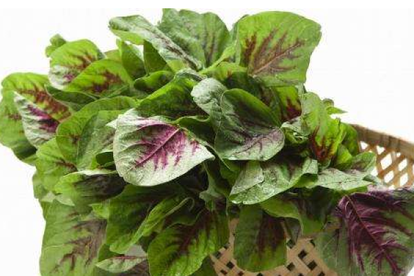 amaranth