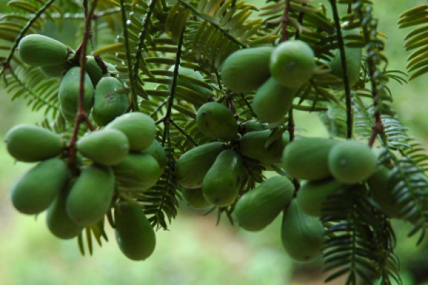 Torreya grandis Torreya grandis