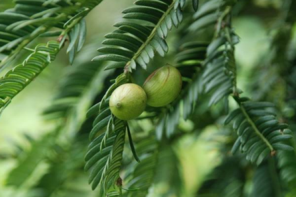 Torreya grandis Torreya grandis