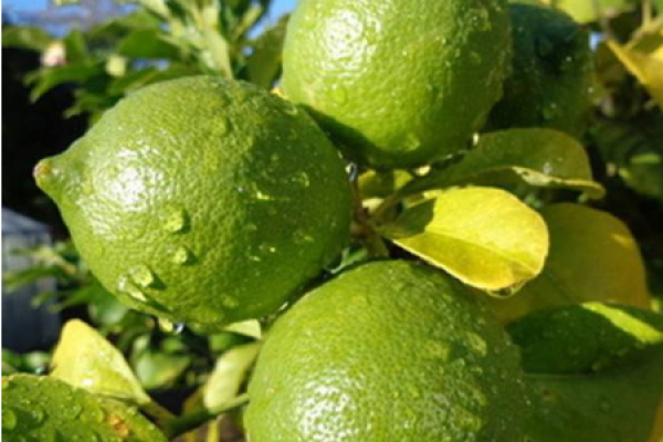 Perfume Lemon