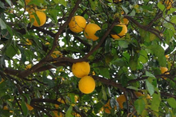 Citron