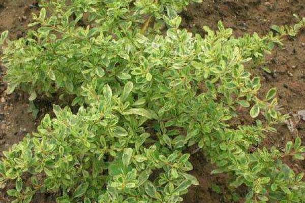 Clown Pyracantha