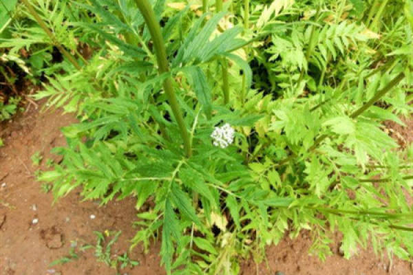 soil