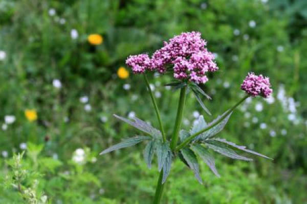 Valeriana officinalis