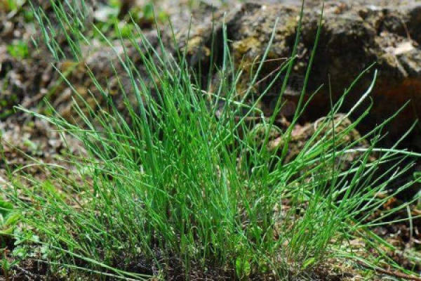 soil