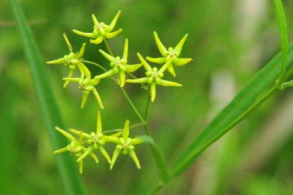 Cynanchum paniculatum